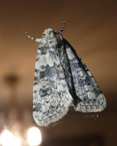 Bryophila domestica